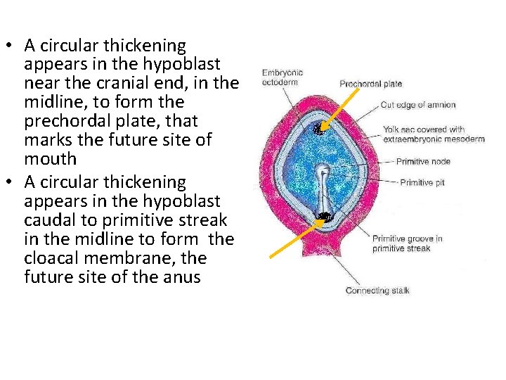  • A circular thickening appears in the hypoblast near the cranial end, in