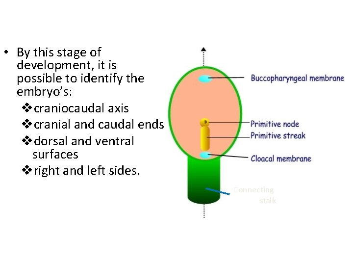  • By this stage of development, it is possible to identify the embryo’s: