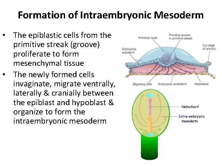 Formation of Intraembryonic Mesoderm • The epiblastic cells from the primitive streak (groove) proliferate