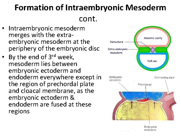 Formation of Intraembryonic Mesoderm cont. • Intraembryonic mesoderm merges with the extraembryonic mesoderm at