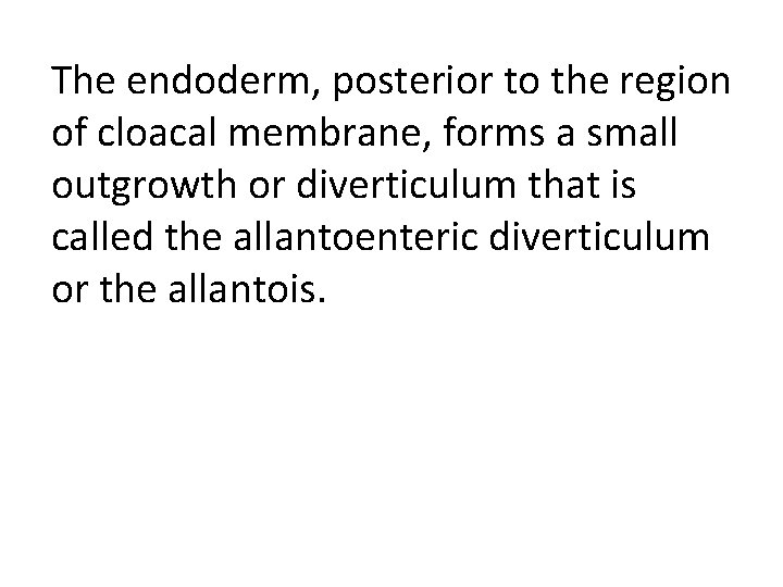 The endoderm, posterior to the region of cloacal membrane, forms a small outgrowth or