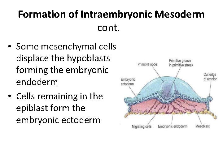 Formation of Intraembryonic Mesoderm cont. • Some mesenchymal cells displace the hypoblasts forming the