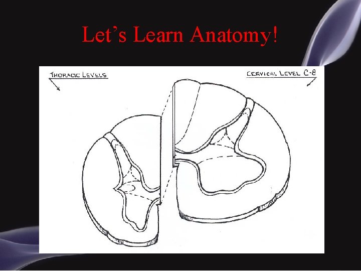 Let’s Learn Anatomy! 
