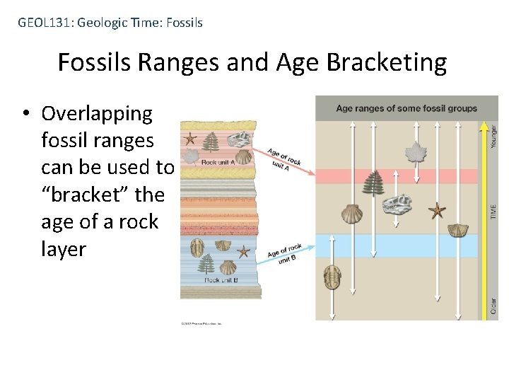 GEOL 131: Geologic Time: Fossils Ranges and Age Bracketing • Overlapping fossil ranges can