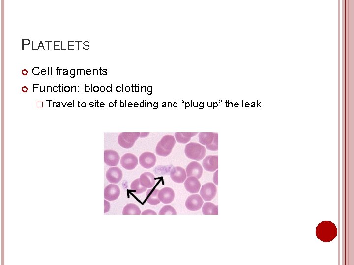 PLATELETS Cell fragments Function: blood clotting � Travel to site of bleeding and “plug