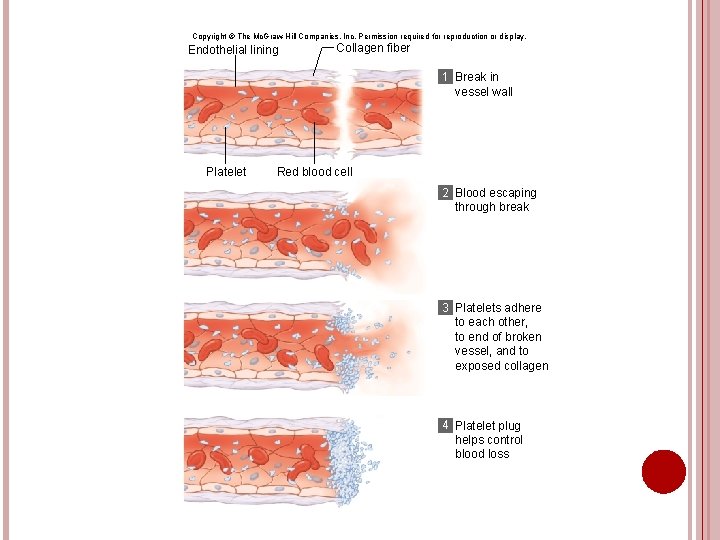 Copyright © The Mc. Graw-Hill Companies, Inc. Permission required for reproduction or display. Endothelial
