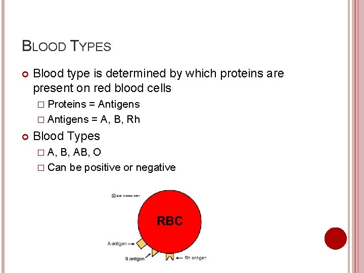 BLOOD TYPES Blood type is determined by which proteins are present on red blood