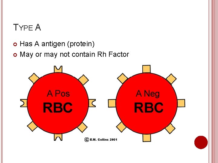 TYPE A Has A antigen (protein) May or may not contain Rh Factor 