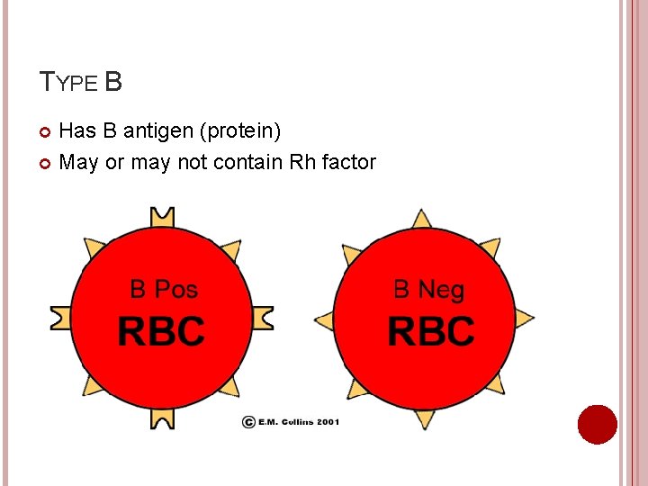 TYPE B Has B antigen (protein) May or may not contain Rh factor 