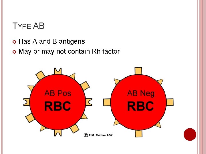 TYPE AB Has A and B antigens May or may not contain Rh factor