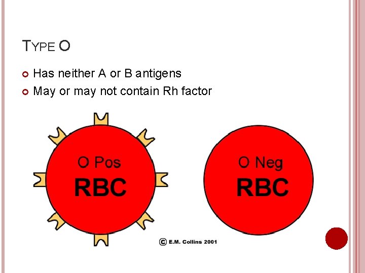 TYPE O Has neither A or B antigens May or may not contain Rh
