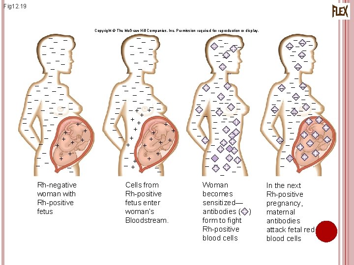 Fig 12. 19 Copyright © The Mc. Graw-Hill Companies, Inc. Permission required for reproduction