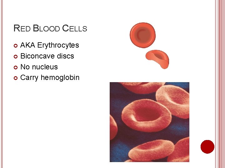 RED BLOOD CELLS AKA Erythrocytes Biconcave discs No nucleus Carry hemoglobin 