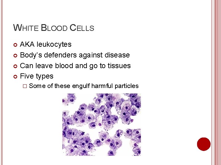WHITE BLOOD CELLS AKA leukocytes Body’s defenders against disease Can leave blood and go