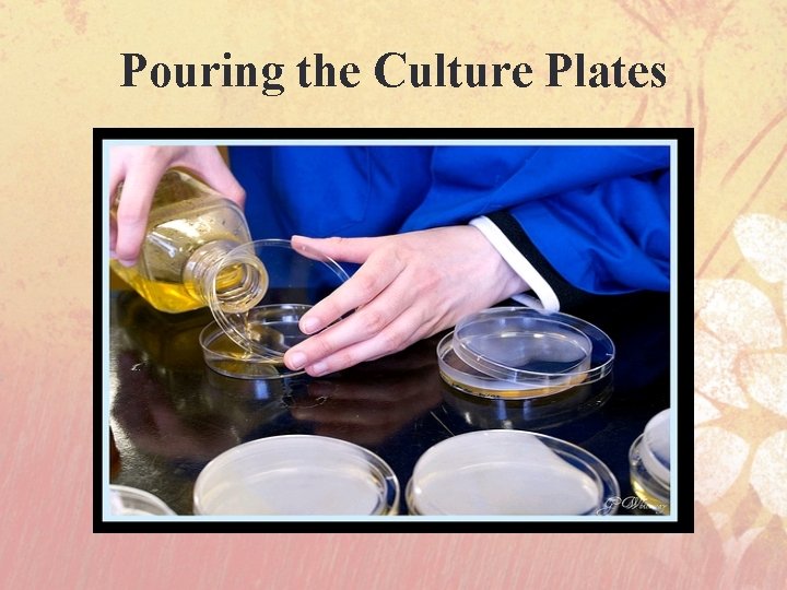 Pouring the Culture Plates 