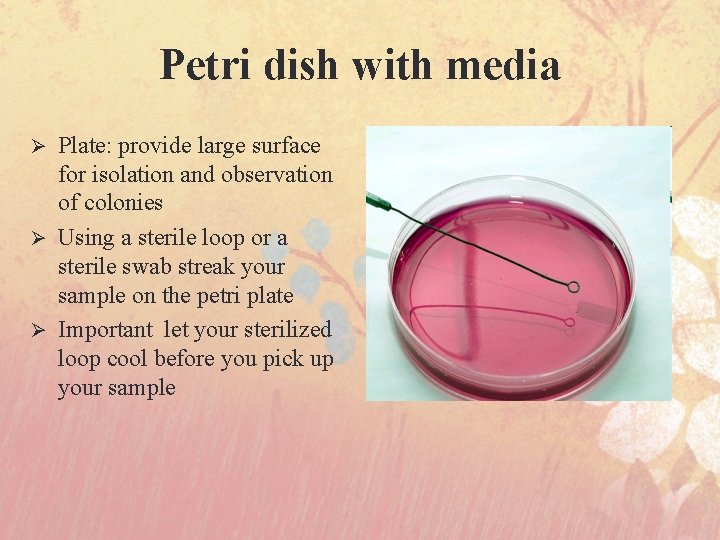 Petri dish with media Plate: provide large surface for isolation and observation of colonies