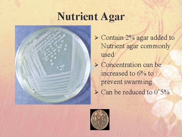 Nutrient Agar Contain 2% agar added to Nutrient agar commonly used Ø Concentration can