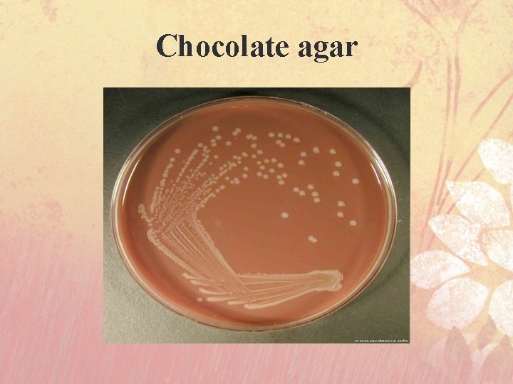 Chocolate agar 