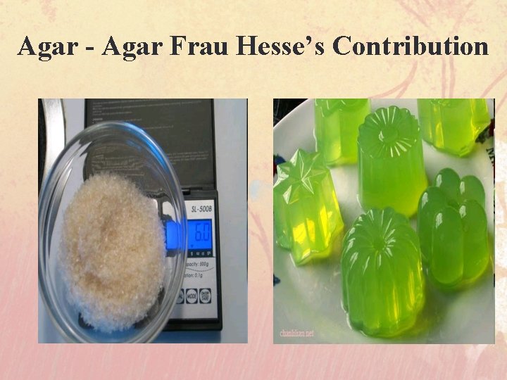 Agar - Agar Frau Hesse’s Contribution 