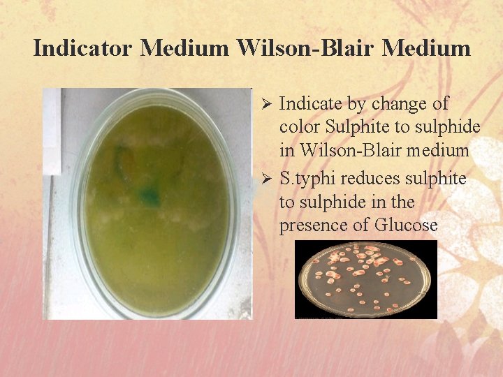 Indicator Medium Wilson-Blair Medium Indicate by change of color Sulphite to sulphide in Wilson-Blair