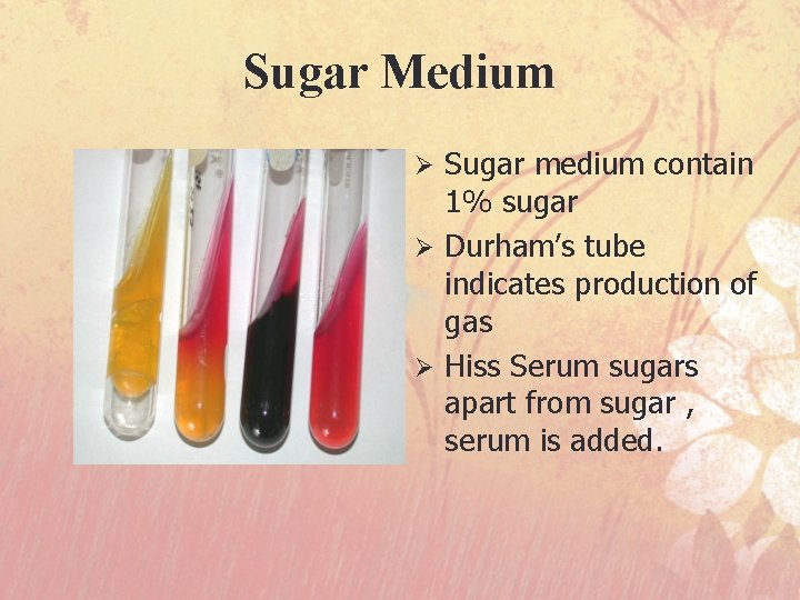 Sugar Medium Sugar medium contain 1% sugar Ø Durham’s tube indicates production of gas