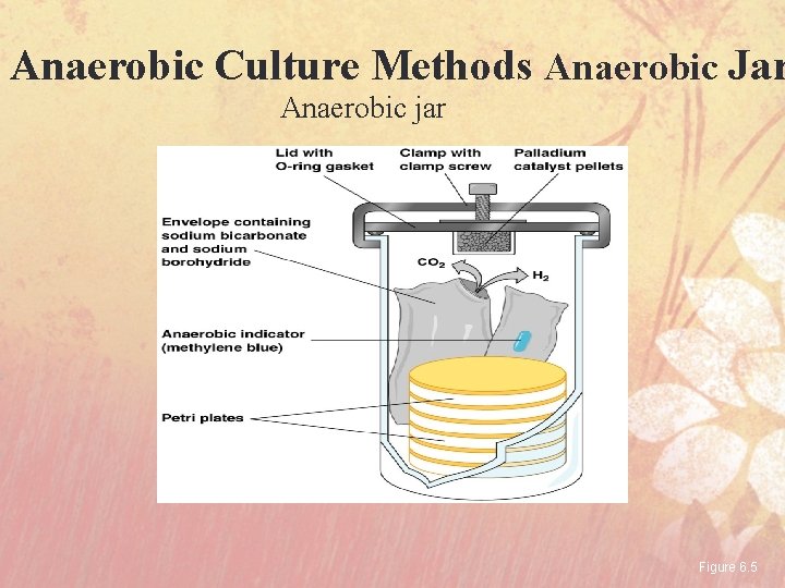 Anaerobic Culture Methods Anaerobic Jar Anaerobic jar Figure 6. 5 