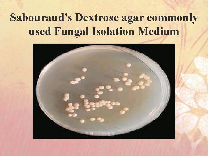 Sabouraud's Dextrose agar commonly used Fungal Isolation Medium 