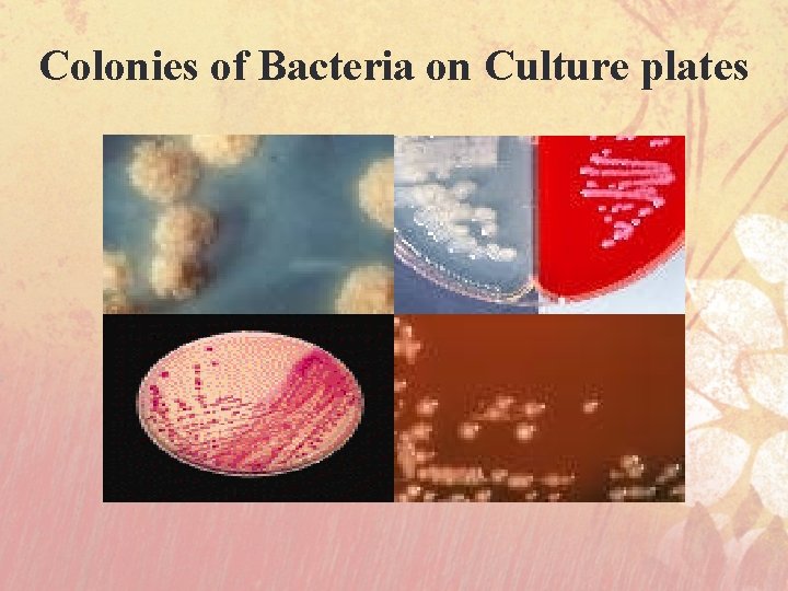 Colonies of Bacteria on Culture plates 