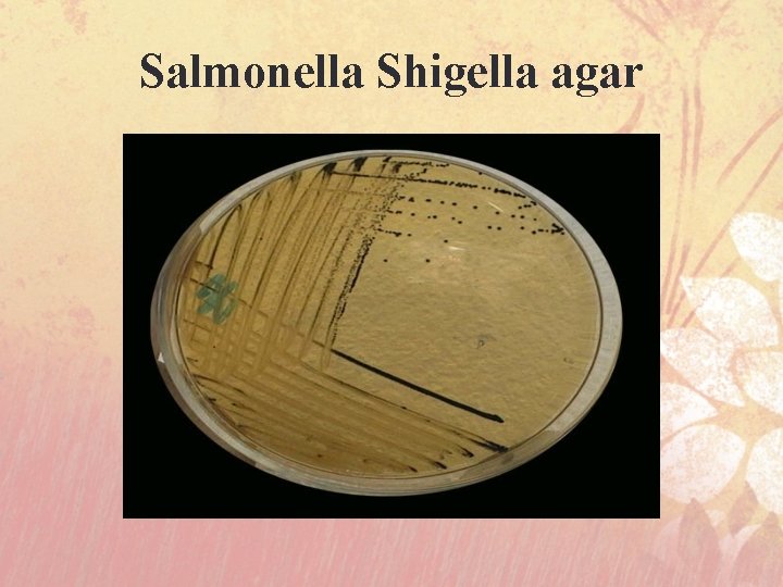 Salmonella Shigella agar 