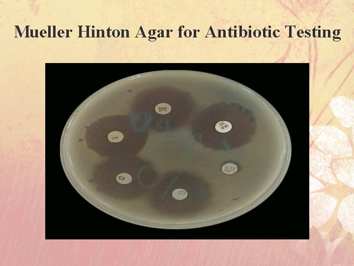 Mueller Hinton Agar for Antibiotic Testing 