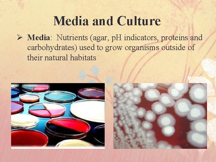 Media and Culture Ø Media: Nutrients (agar, p. H indicators, proteins and carbohydrates) used