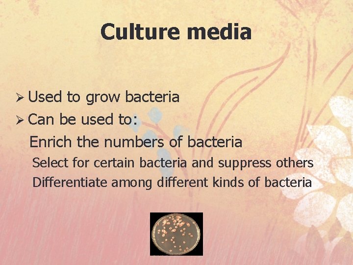 Culture media Ø Used to grow bacteria Ø Can be used to: Enrich the