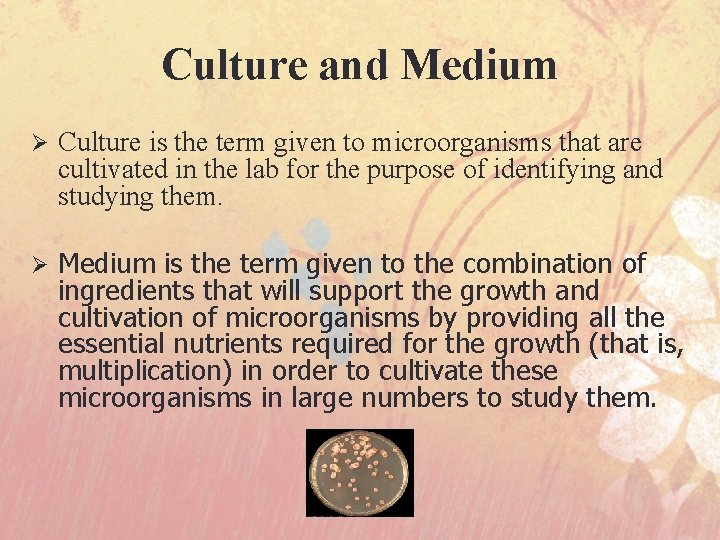 Culture and Medium Ø Culture is the term given to microorganisms that are cultivated