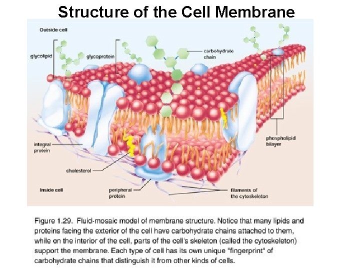 Structure of the Cell Membrane Structure of the Cell Membrane