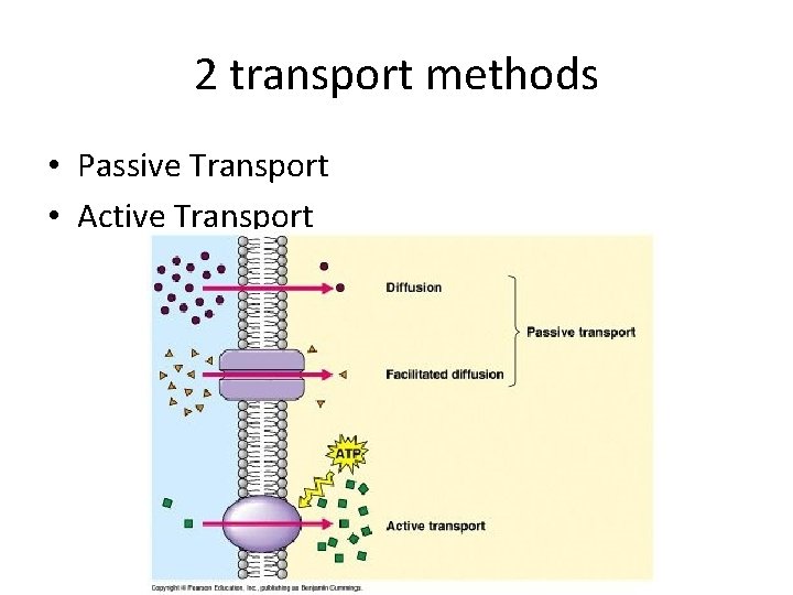 2 transport methods • Passive Transport • Active Transport 2 transport methods • Passive Transport • Active Transport