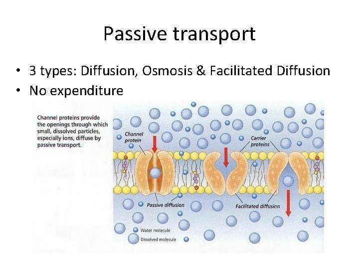 Passive transport • 3 types: Diffusion, Osmosis & Facilitated Diffusion • No expenditure Passive transport • 3 types: Diffusion, Osmosis & Facilitated Diffusion • No expenditure