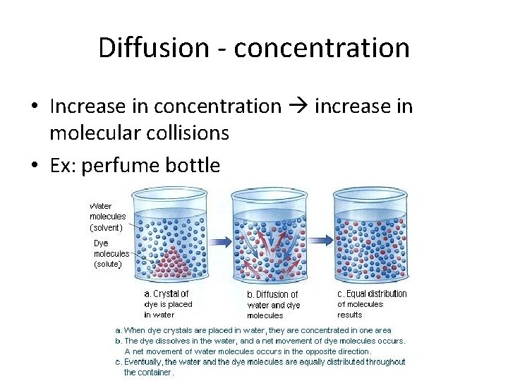 Diffusion - concentration • Increase in concentration increase in molecular collisions • Ex: perfume Diffusion - concentration • Increase in concentration increase in molecular collisions • Ex: perfume