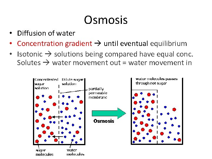 Osmosis • Diffusion of water • Concentration gradient until eventual equilibrium • Isotonic solutions Osmosis • Diffusion of water • Concentration gradient until eventual equilibrium • Isotonic solutions