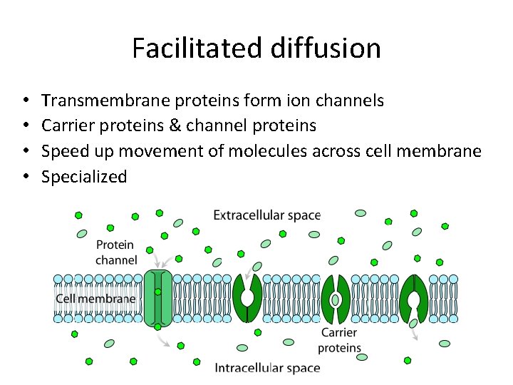Facilitated diffusion • • Transmembrane proteins form ion channels Carrier proteins & channel proteins Facilitated diffusion • • Transmembrane proteins form ion channels Carrier proteins & channel proteins