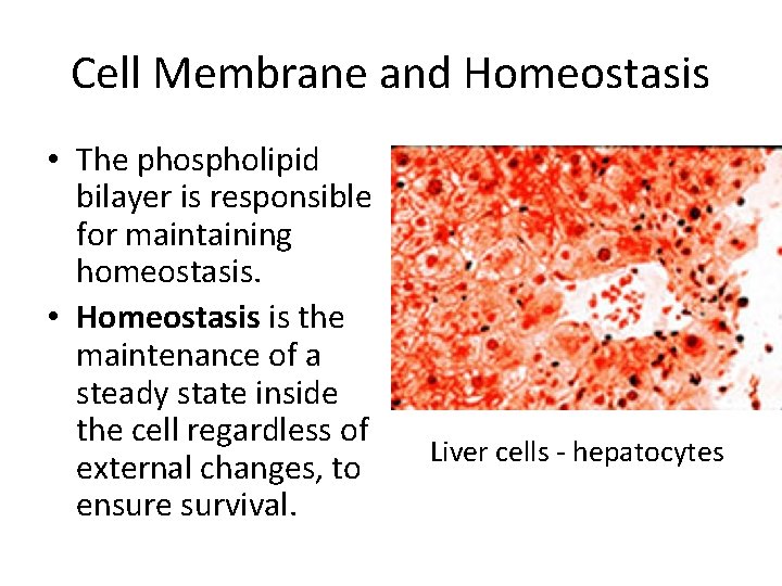 Cell Membrane and Homeostasis • The phospholipid bilayer is responsible for maintaining homeostasis. • Cell Membrane and Homeostasis • The phospholipid bilayer is responsible for maintaining homeostasis. •