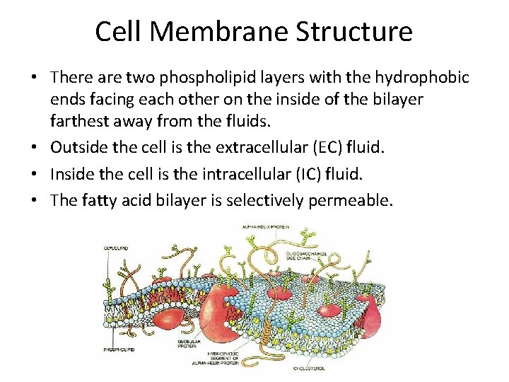 Cell Membrane Structure • There are two phospholipid layers with the hydrophobic ends facing Cell Membrane Structure • There are two phospholipid layers with the hydrophobic ends facing