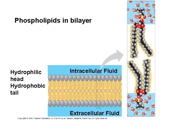 Phospholipids in bilayer Hydrophilic head Hydrophobic tail Intracellular Fluid Extracellular Fluid Phospholipids in bilayer Hydrophilic head Hydrophobic tail Intracellular Fluid Extracellular Fluid
