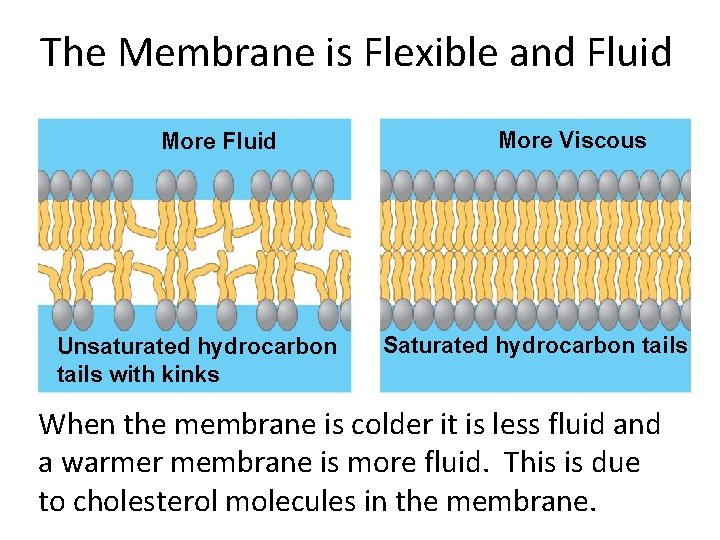 The Membrane is Flexible and Fluid More Fluid Unsaturated hydrocarbon tails with kinks More The Membrane is Flexible and Fluid More Fluid Unsaturated hydrocarbon tails with kinks More