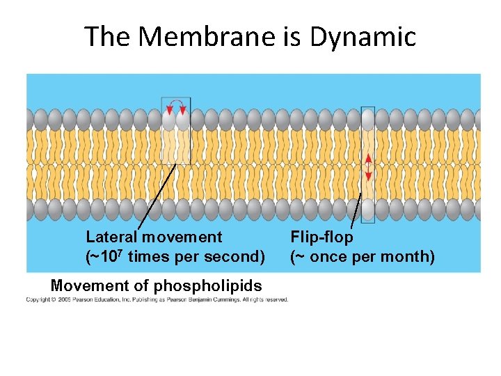 The Membrane is Dynamic Lateral movement (~107 times per second) Movement of phospholipids Flip-flop The Membrane is Dynamic Lateral movement (~107 times per second) Movement of phospholipids Flip-flop
