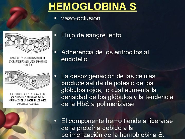 HEMOGLOBINA S • vaso-oclusión • Flujo de sangre lento • Adherencia de los eritrocitos