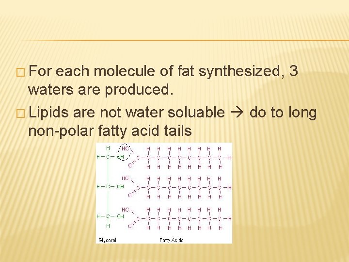 � For each molecule of fat synthesized, 3 waters are produced. � Lipids are