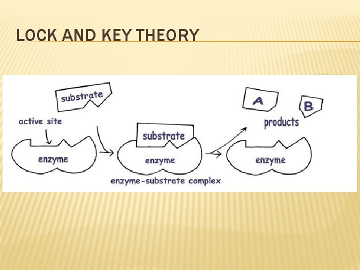 LOCK AND KEY THEORY 