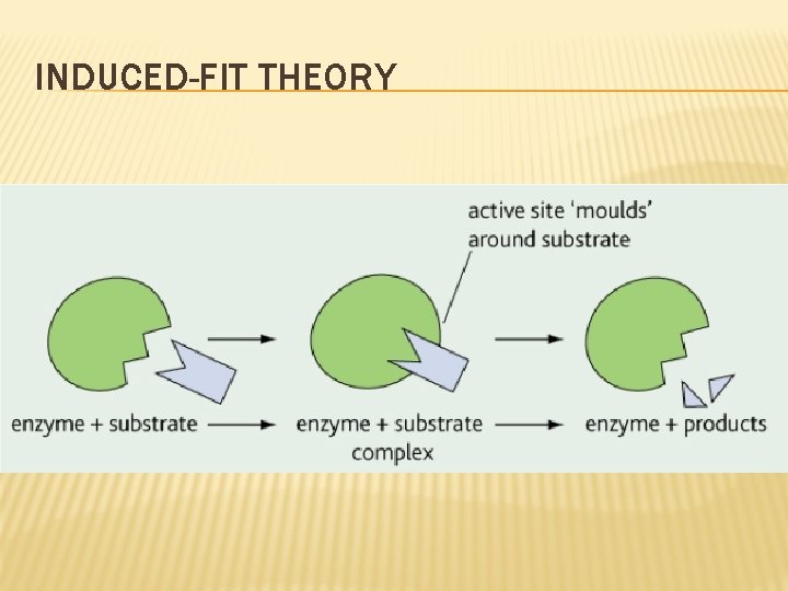 INDUCED-FIT THEORY 