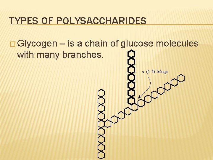 TYPES OF POLYSACCHARIDES � Glycogen – is a chain of glucose molecules with many