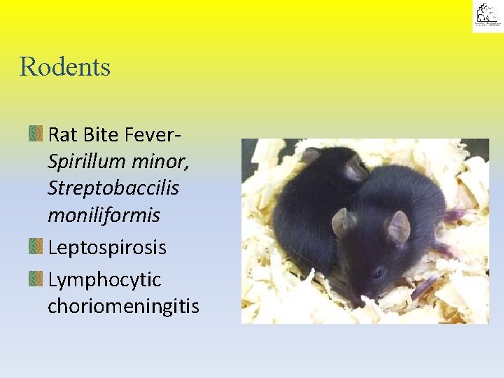 Rodents Rat Bite Fever. Spirillum minor, Streptobaccilis moniliformis Leptospirosis Lymphocytic choriomeningitis 